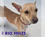 Small #13 Dachshund Mix
