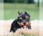 Small Photo #62 Yorkshire Terrier Puppy For Sale in WARSAW, IN, USA