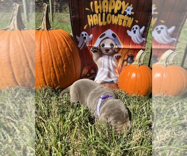 Medium Photo #12 Labrador Retriever Puppy For Sale in NEOLA, WV, USA