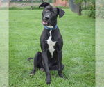 Small #5 American Staffordshire Terrier Mix