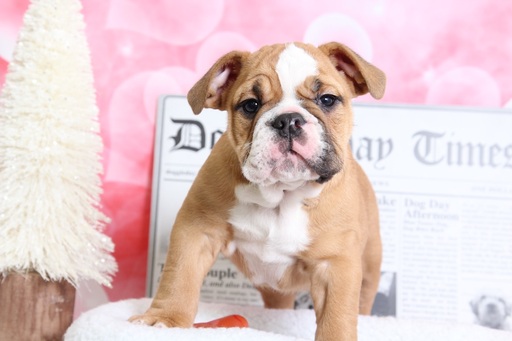 Medium Photo #1 Bulldog Puppy For Sale in BEL AIR, MD, USA