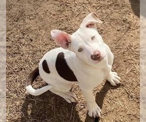 American Pit Bull Terrier-Unknown Mix Dogs for adoption in OKLAHOMA CITY, OK, USA