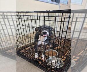American Pit Bull Terrier-Unknown Mix Dogs for adoption in Texas City, TX, USA