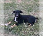 Small #3 German Shepherd Dog Mix
