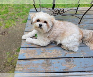 Shih Tzu Dogs for adoption in Arlington, WA, USA