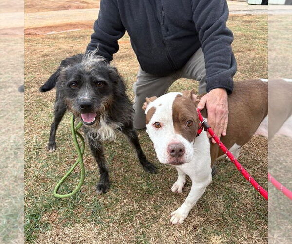 Medium Photo #2 Mutt Puppy For Sale in Bedford, VA, USA