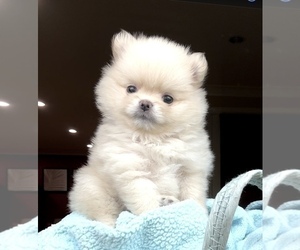 Pomeranian Puppy for sale in IRVINE, CA, USA
