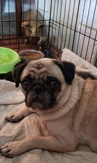 Mother of the Pug puppies born on 08/15/2018