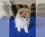 Small Photo #9 Pomeranian Puppy For Sale in MENIFEE, CA, USA