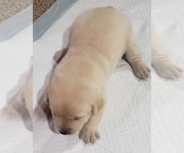 Medium Photo #30 Labrador Retriever Puppy For Sale in OLYMPIA, WA, USA