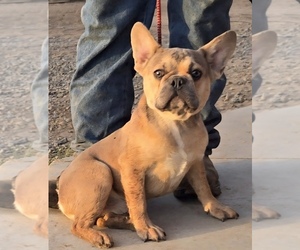 French Bulldog Puppy for sale in ATLANTA, GA, USA