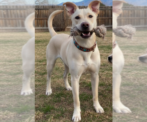 Labrachow Dogs for adoption in Pena Blanca, NM, USA