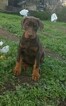 Small Photo #2 Doberman Pinscher Puppy For Sale in VALLEY CENTER, CA, USA