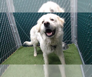 Great Pyrenees Dogs for adoption in Downey, CA, USA