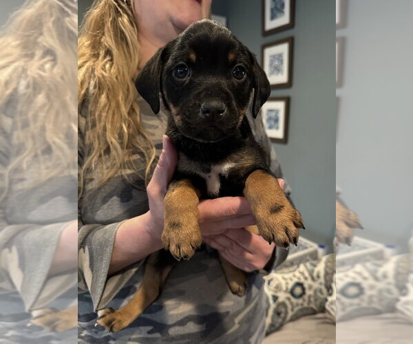 Medium Photo #4 Labrottie Puppy For Sale in Brewster, NY, USA