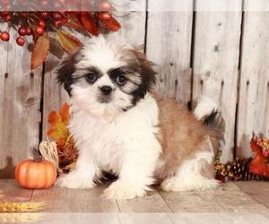 Shih Tzu Puppy for sale in MOUNT VERNON, OH, USA