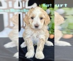 Small #2 Australian Labradoodle