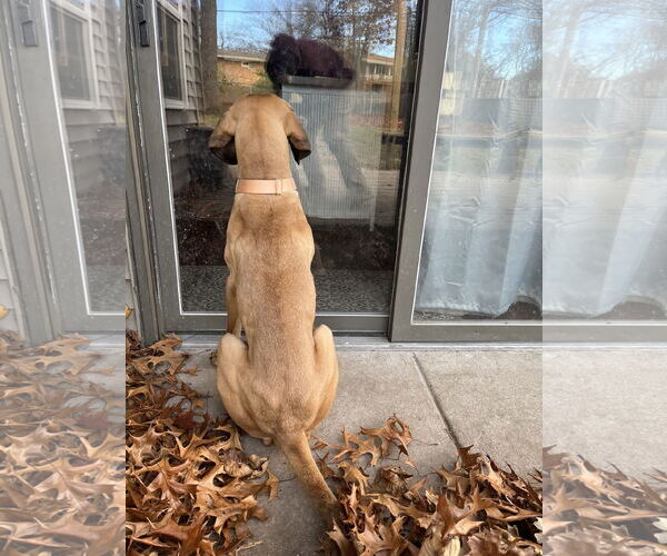 Medium Photo #13 Fila Brasileiro-Great Dane Mix Puppy For Sale in Jasper, AL, USA