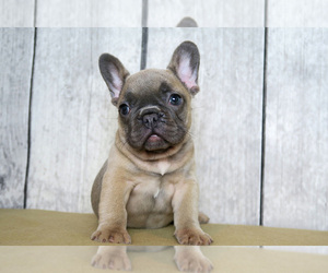 Keeshond Puppy for sale in SPEEGLEVILLE, TX, USA