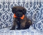 Small Photo #11 Poodle (Miniature)-Shorkie Tzu Mix Puppy For Sale in LAKELAND, FL, USA