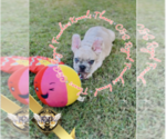Puppy Thanos French Bulldog