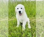 Small #7 Maremma Sheepdog
