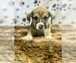 Small #2 Australian Shepherd Mix