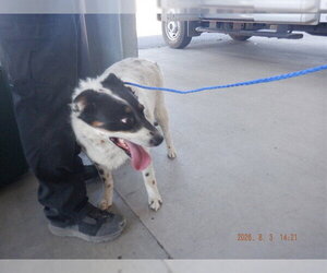 Mutt Dogs for adoption in Oroville, CA, USA