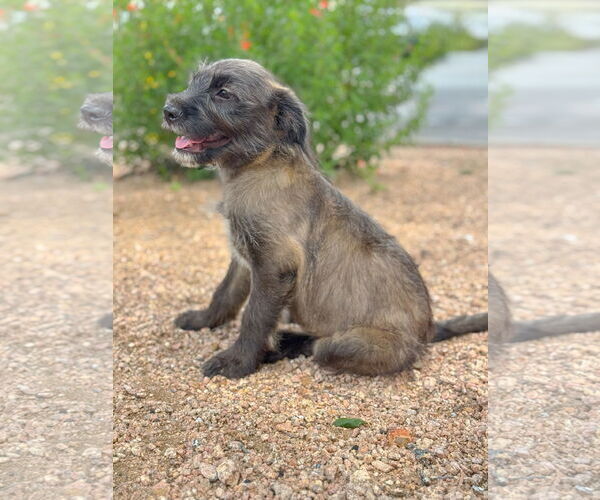 Medium Photo #3 Mutt Puppy For Sale in PIPE CREEK, TX, USA