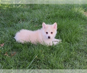 Pomsky Puppy for sale in BARNESVILLE, KS, USA