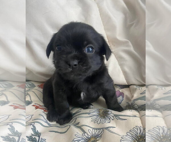 Medium Photo #3 Boston Terrier-Unknown Mix Puppy For Sale in Grafton, WI, USA