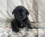 Small #2 Boston Terrier Mix