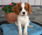 Small Photo #56 Cavalier King Charles Spaniel Puppy For Sale in GOSHEN, IN, USA