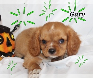 Cavalier King Charles Spaniel Puppy for sale in BROOKSVILLE, FL, USA