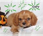 Image preview for Ad Listing. Nickname: Gary