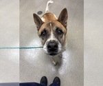 Small Akita Mix