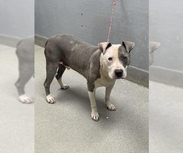 Medium Photo #1 American Pit Bull Terrier-Unknown Mix Puppy For Sale in Las Vegas, NV, USA