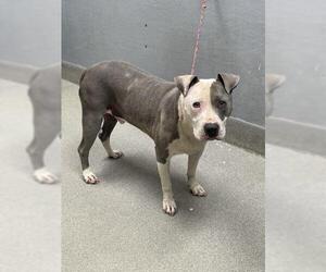 American Pit Bull Terrier-Unknown Mix Dogs for adoption in Las Vegas, NV, USA