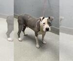 Small American Pit Bull Terrier Mix