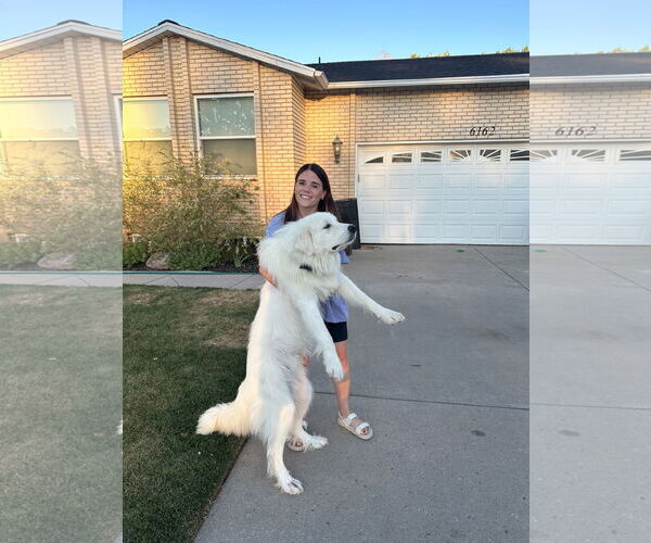 Medium Photo #3 Great Pyrenees Puppy For Sale in Bountiful, UT, USA