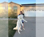 Small #2 Great Pyrenees