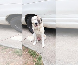 Anatolian Pyrenees Dogs for adoption in Holly Springs, NC, USA