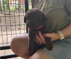 Chesapeake Bay Retriever Puppy for sale in COOKEVILLE, TN, USA