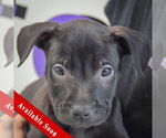 Small American Staffordshire Terrier-Boxer Mix