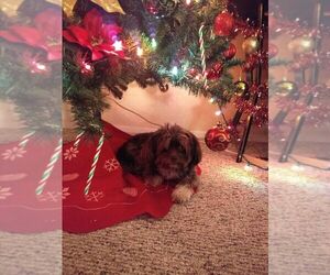 Shih Tzu Puppy for sale in ARLINGTON HEIGHTS, IL, USA