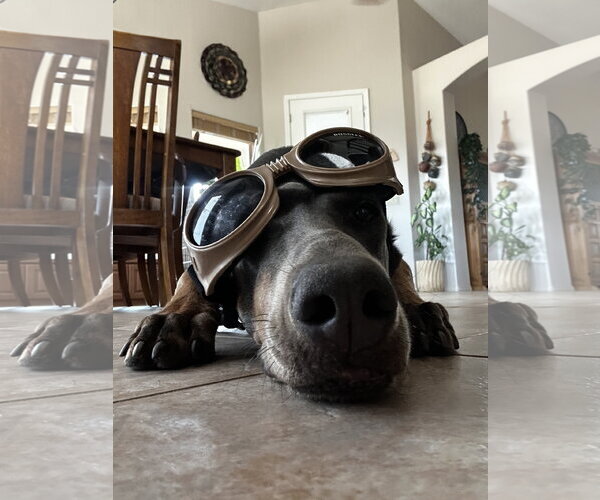 Medium Photo #4 Doberman Pinscher Puppy For Sale in Buffalo, MN, USA