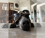 Small #3 Doberman Pinscher