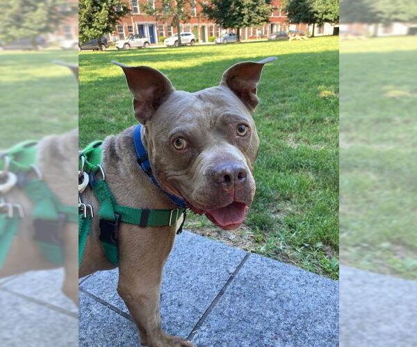 Medium Photo #8 Mutt Puppy For Sale in Philadelphia, PA, USA