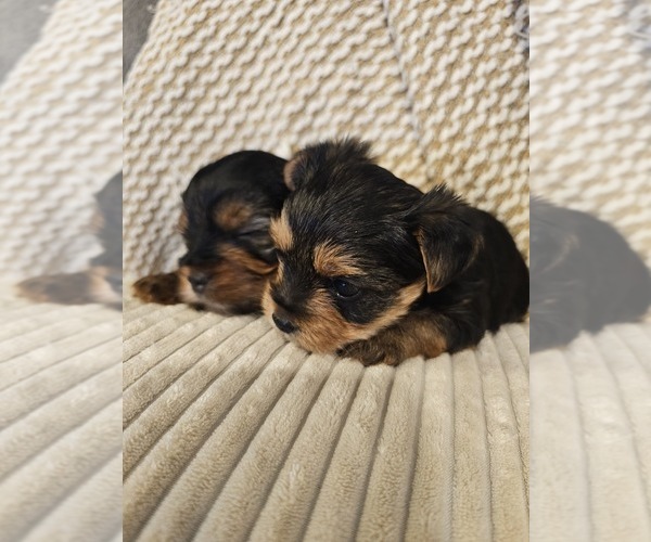 Medium Photo #2 Yorkshire Terrier Puppy For Sale in SALEM, OR, USA