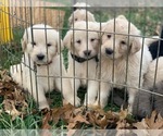 Small Photo #27 Pyredoodle Puppy For Sale in MARION, IN, USA